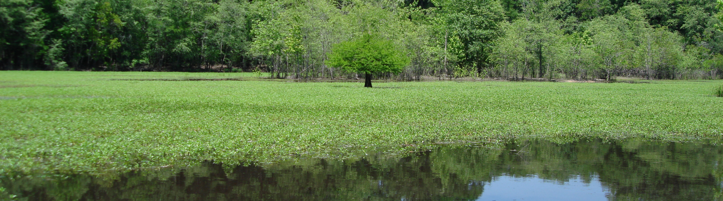 a beautiful lake
