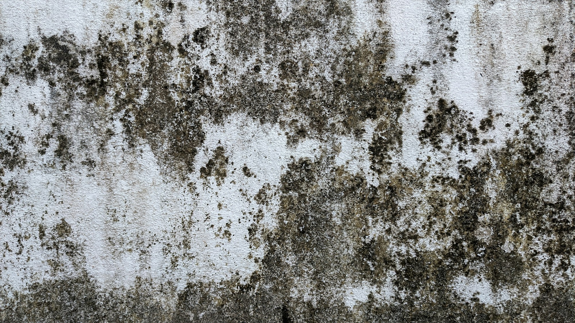 Mold growth on an interior wall before containment and remediation