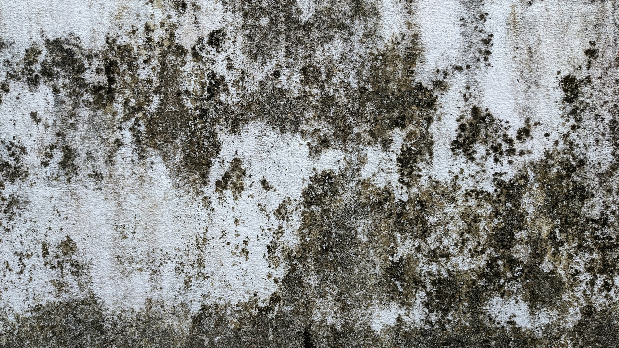 Mold growth on an interior wall before remediation