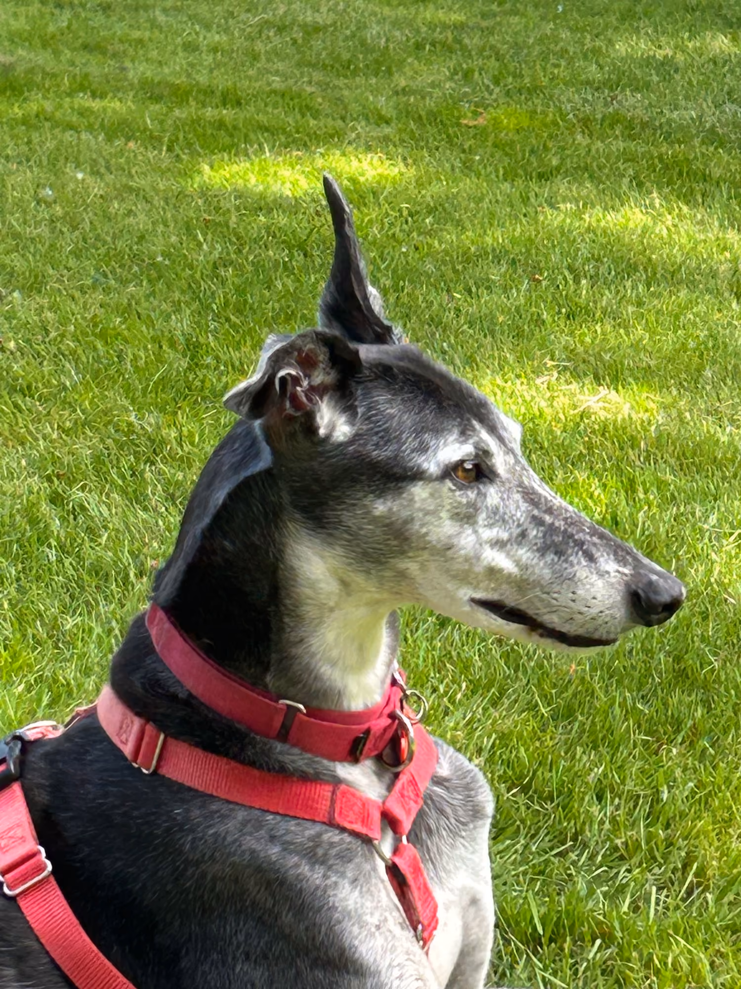 Catherine's greyhound, Boomer