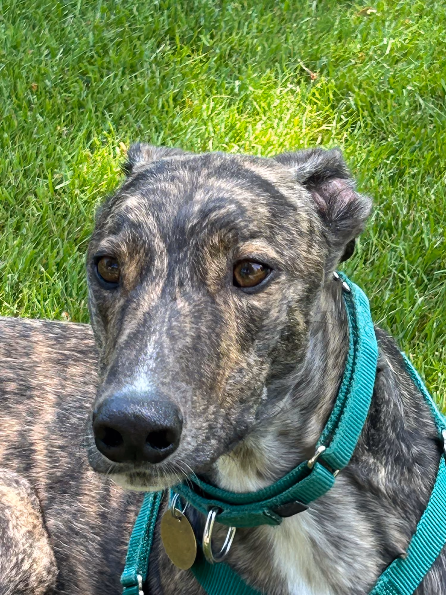 Catherine's greyhound, Finn