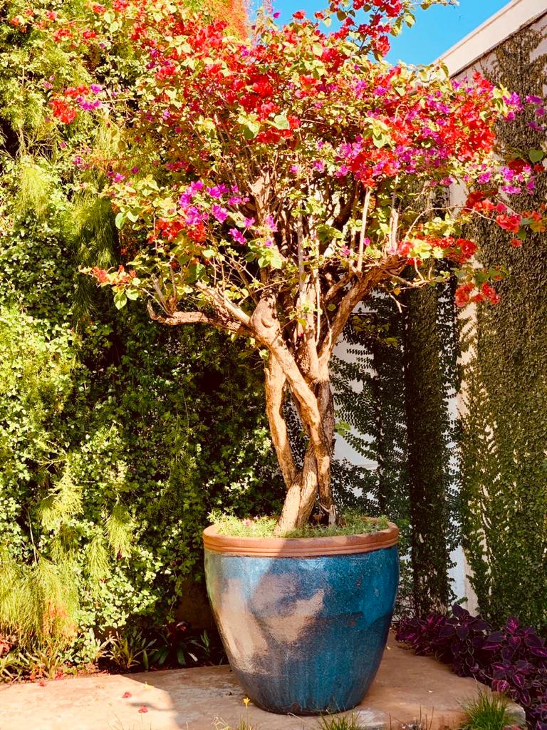 Aprenda como utilizar as bacias Organne, junto a biofilia para trazer mais cor e vida para sua decoração — foto 7