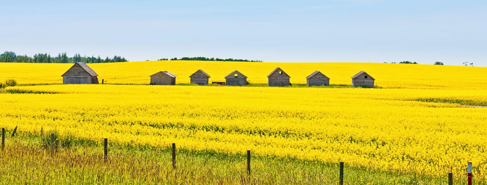 Canola field and farm buildings in rural Saskatchewan