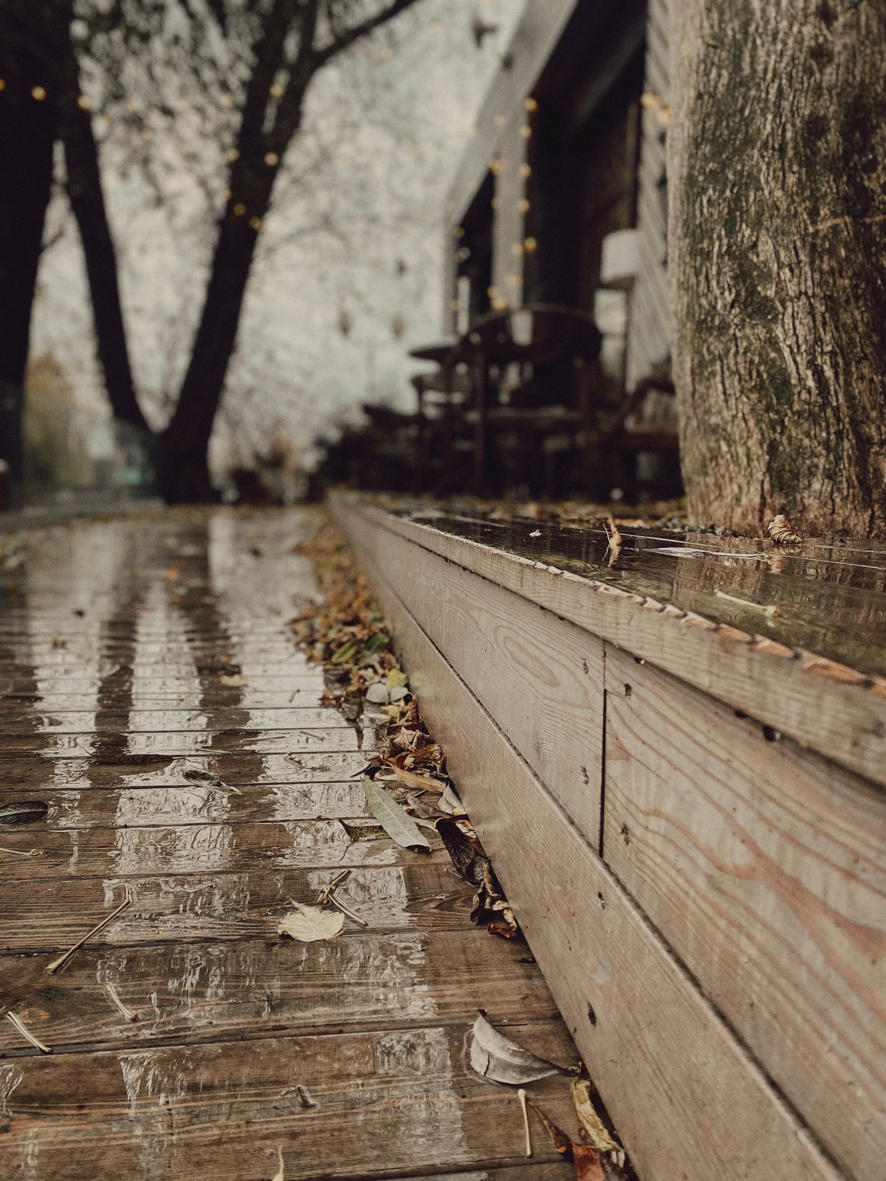 Le bois sous la première pluie d’automne