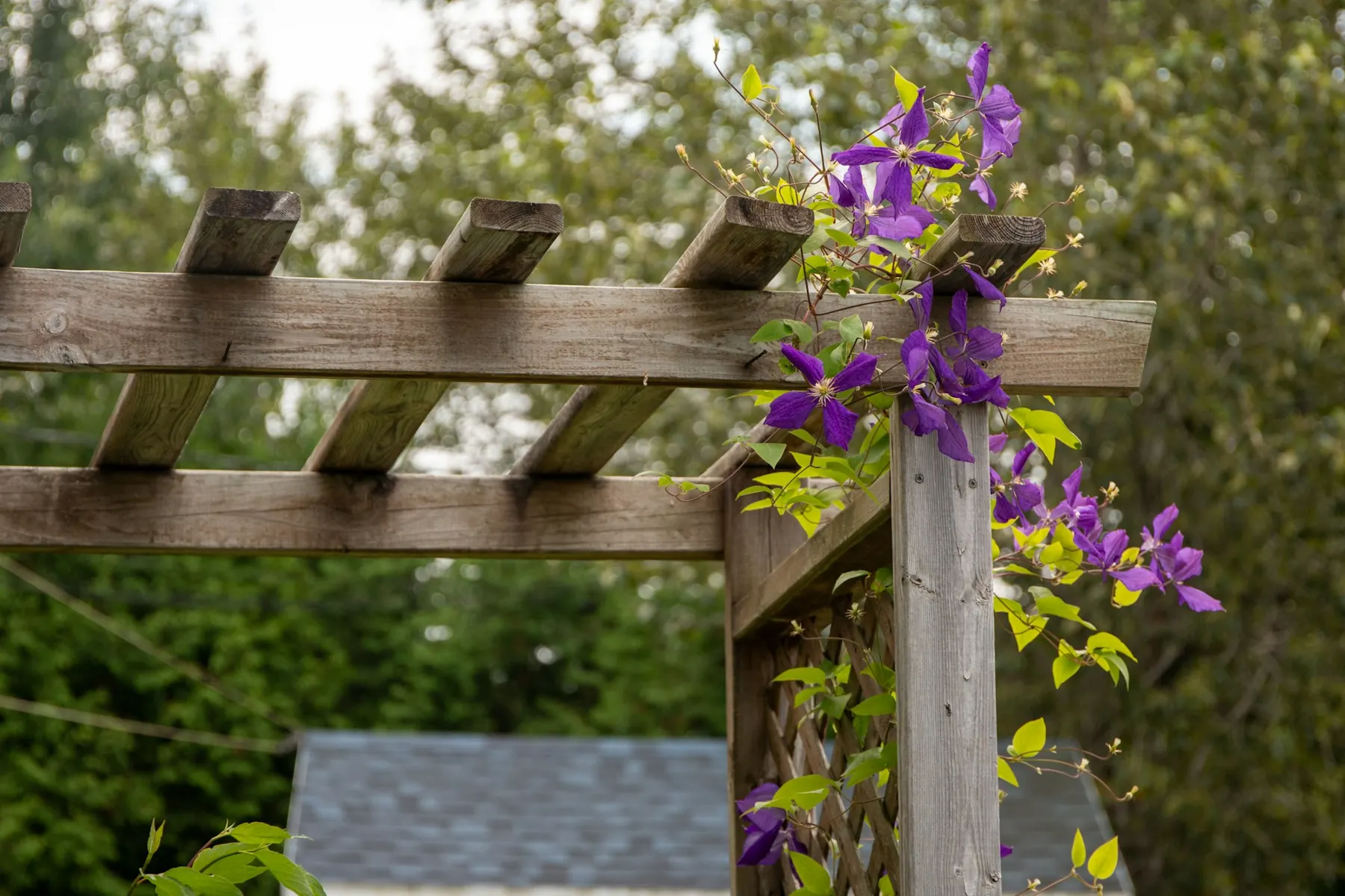 Pergola sur mesure : trouver sa place dans le jardin