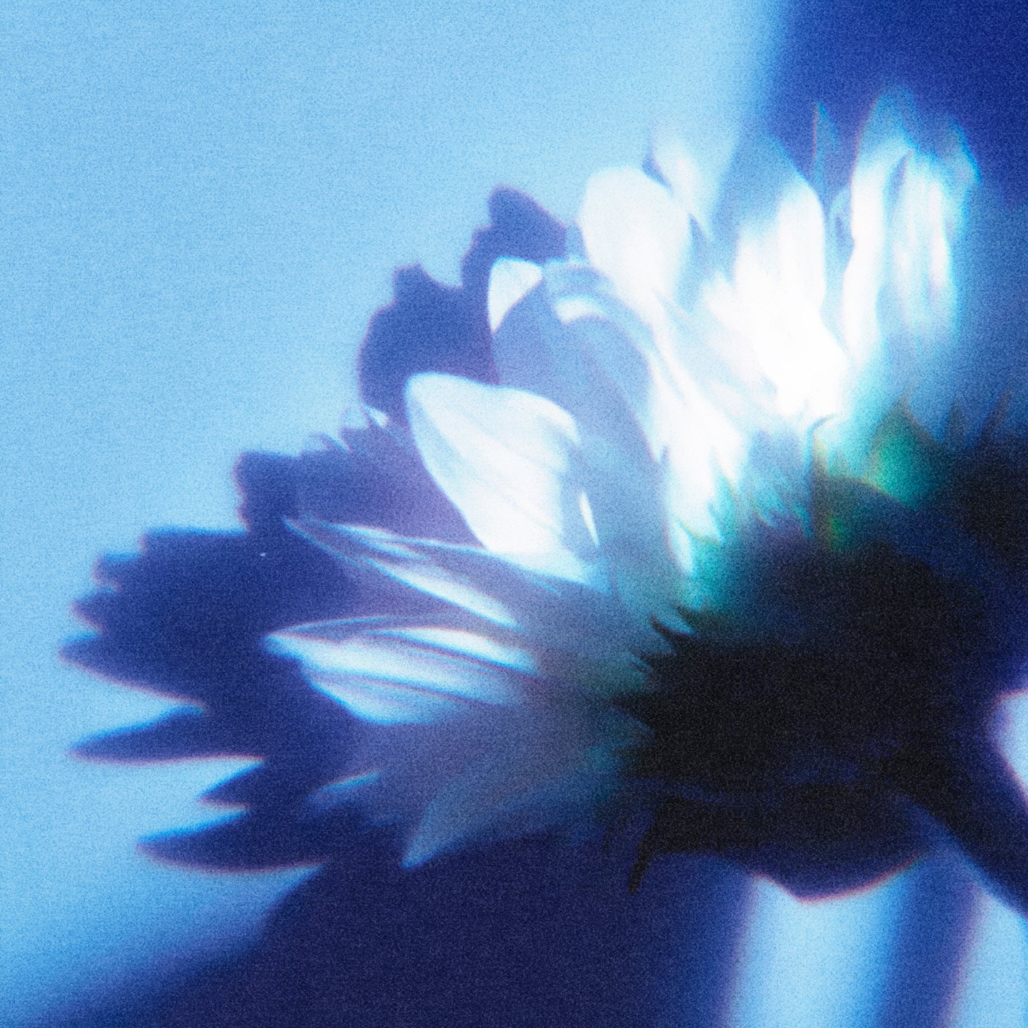 Fleur en contre-jour bleu générée par IA