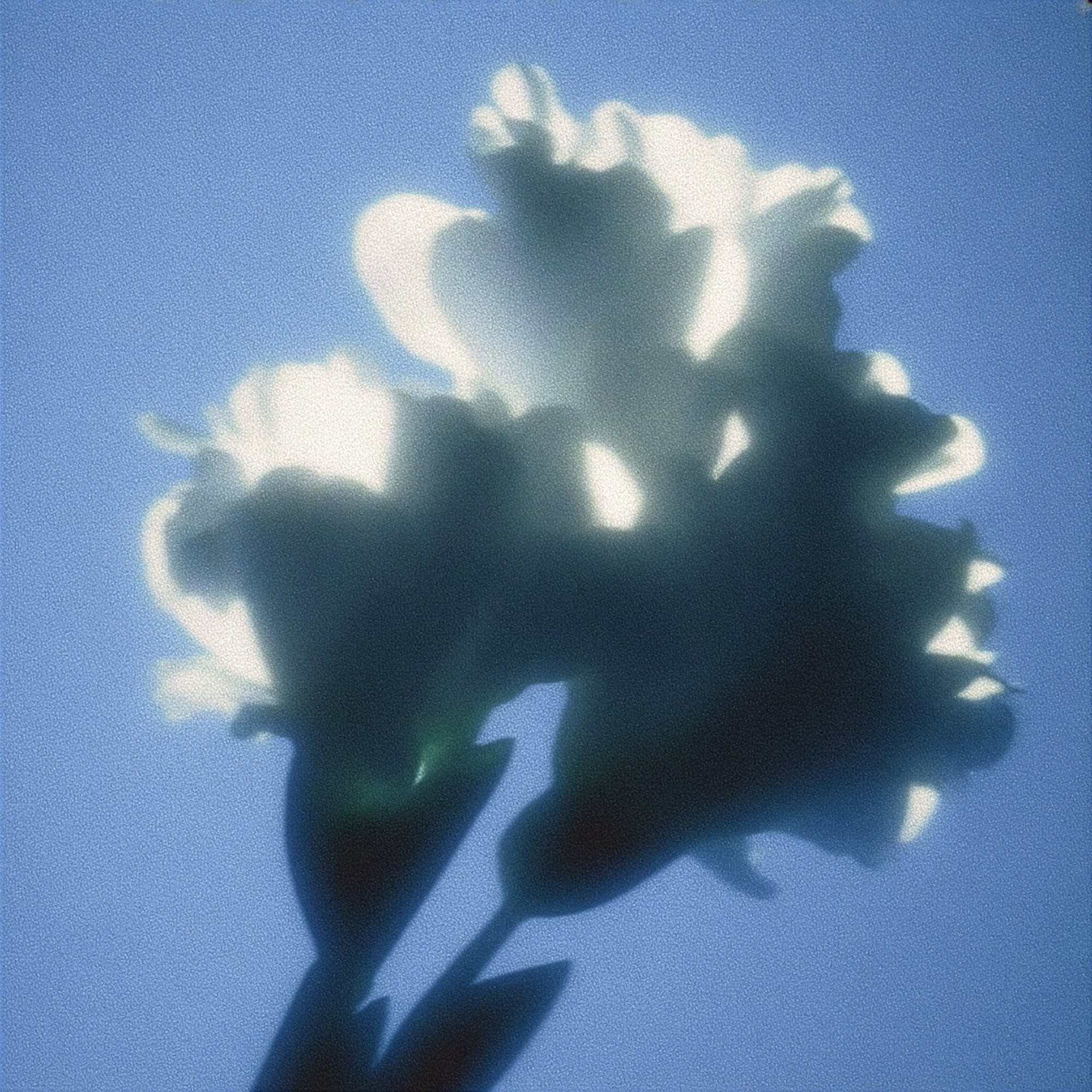 Fleur blanche en contre-jour, image en miroir, générée par IA
