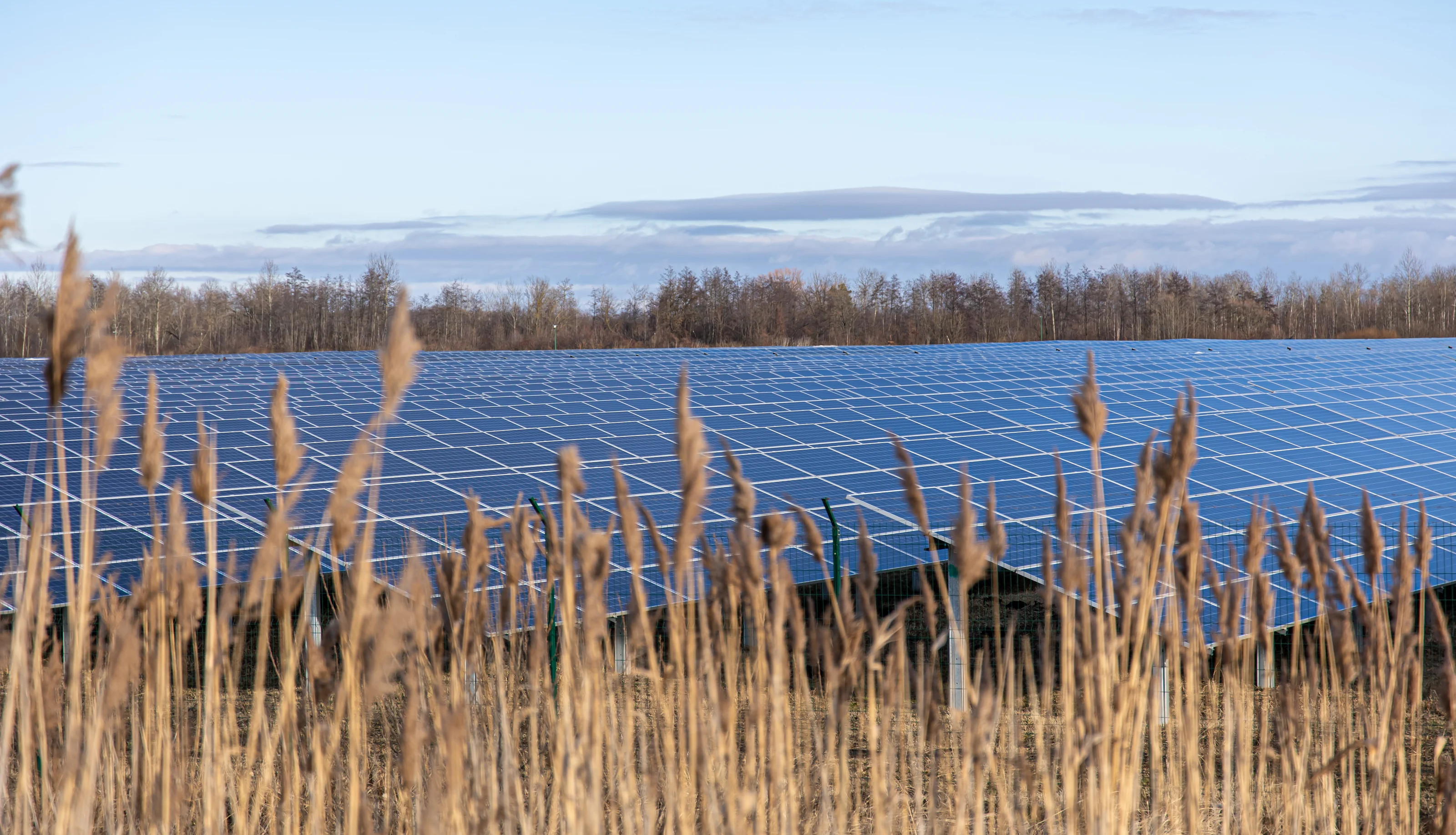 Centrale solaire derrière des roseaux
