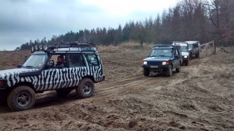 Zebra-striped Land Rover leading a line of 4x4s along a muddy field track