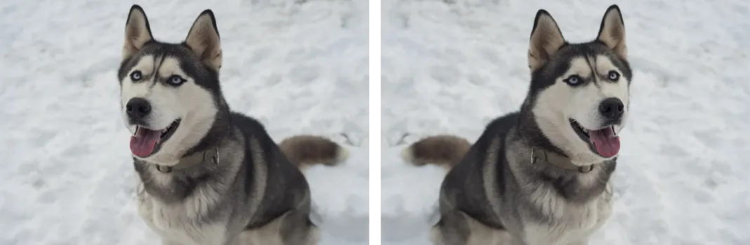 Cover: a Siberian husky in the snow shown twice, the second copy flipped horizontally as an example of data augmentation