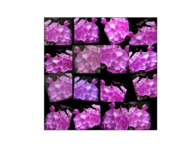 Grid of 16 augmented copies of a pink phlox flower photo, each rotated, cropped or recoloured differently
