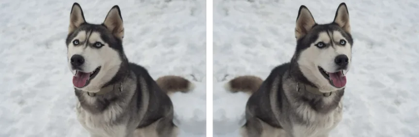 Two photos of huskies mirrored