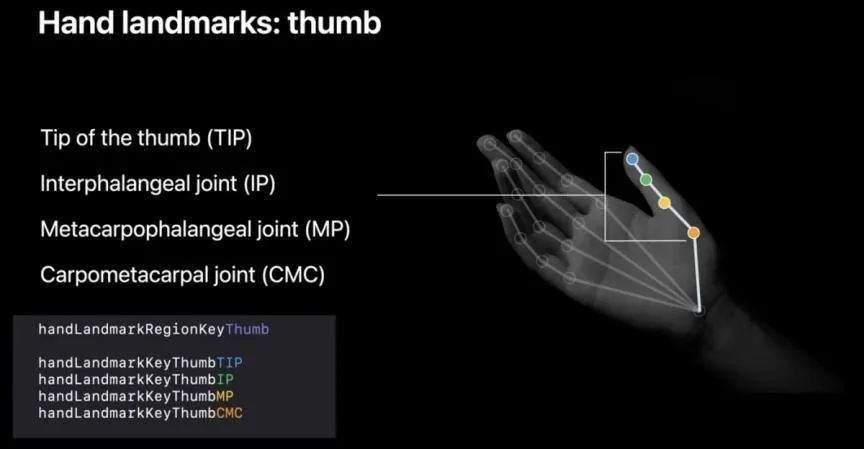 Diagram of the four thumb points Apple's Vision framework detects: tip, interphalangeal, metacarpophalangeal and carpometacarpal joints