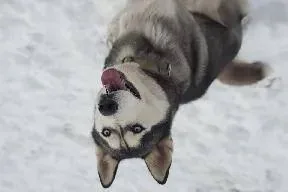 The husky photo flipped upside down