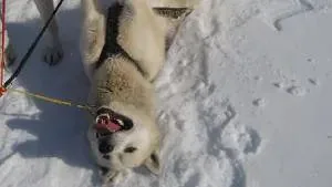 A husky lying upside down in the snow, a real photo where a vertically flipped dog does appear