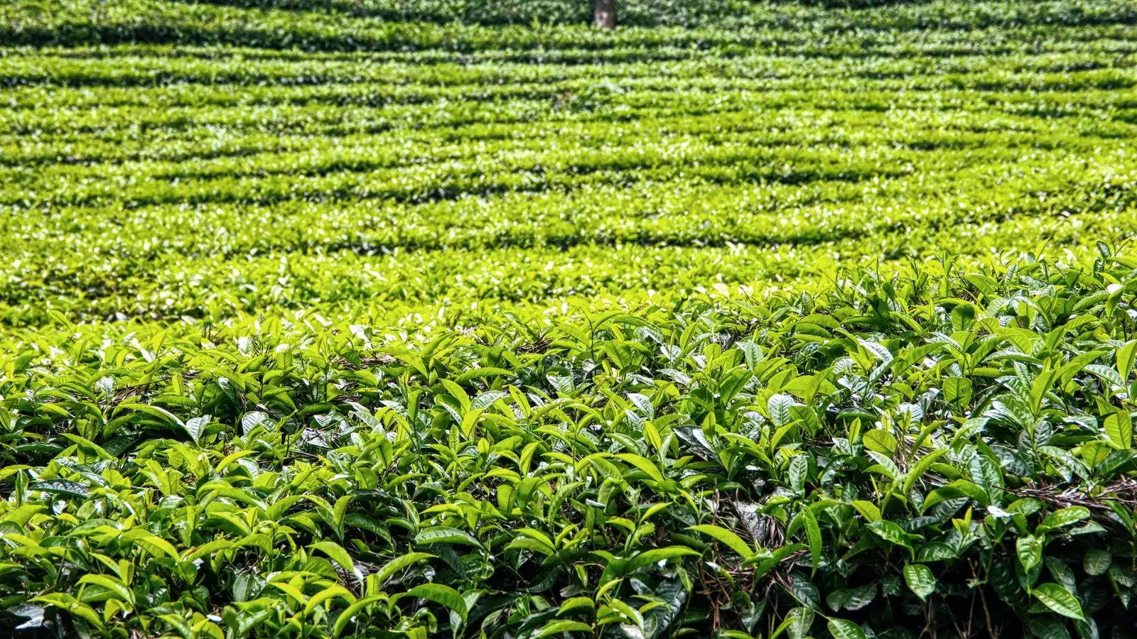 Rows of bright green tea bushes stretching across a sunlit tea field