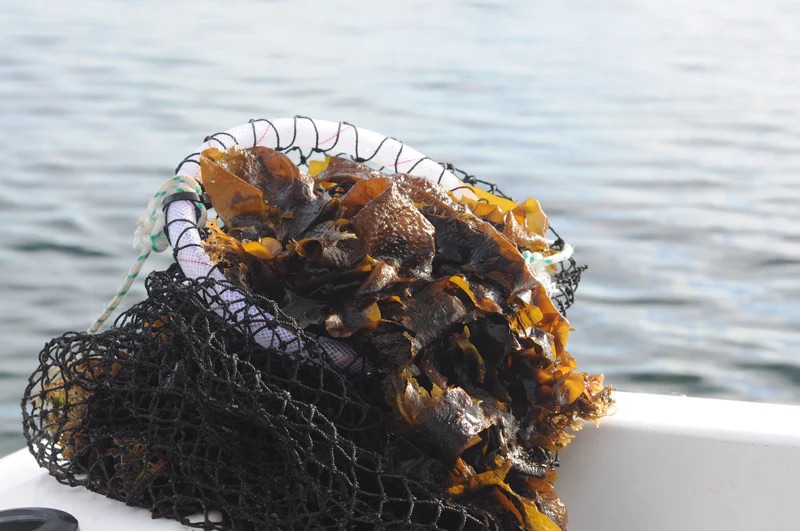 Wild-harvest wakame seaweed.