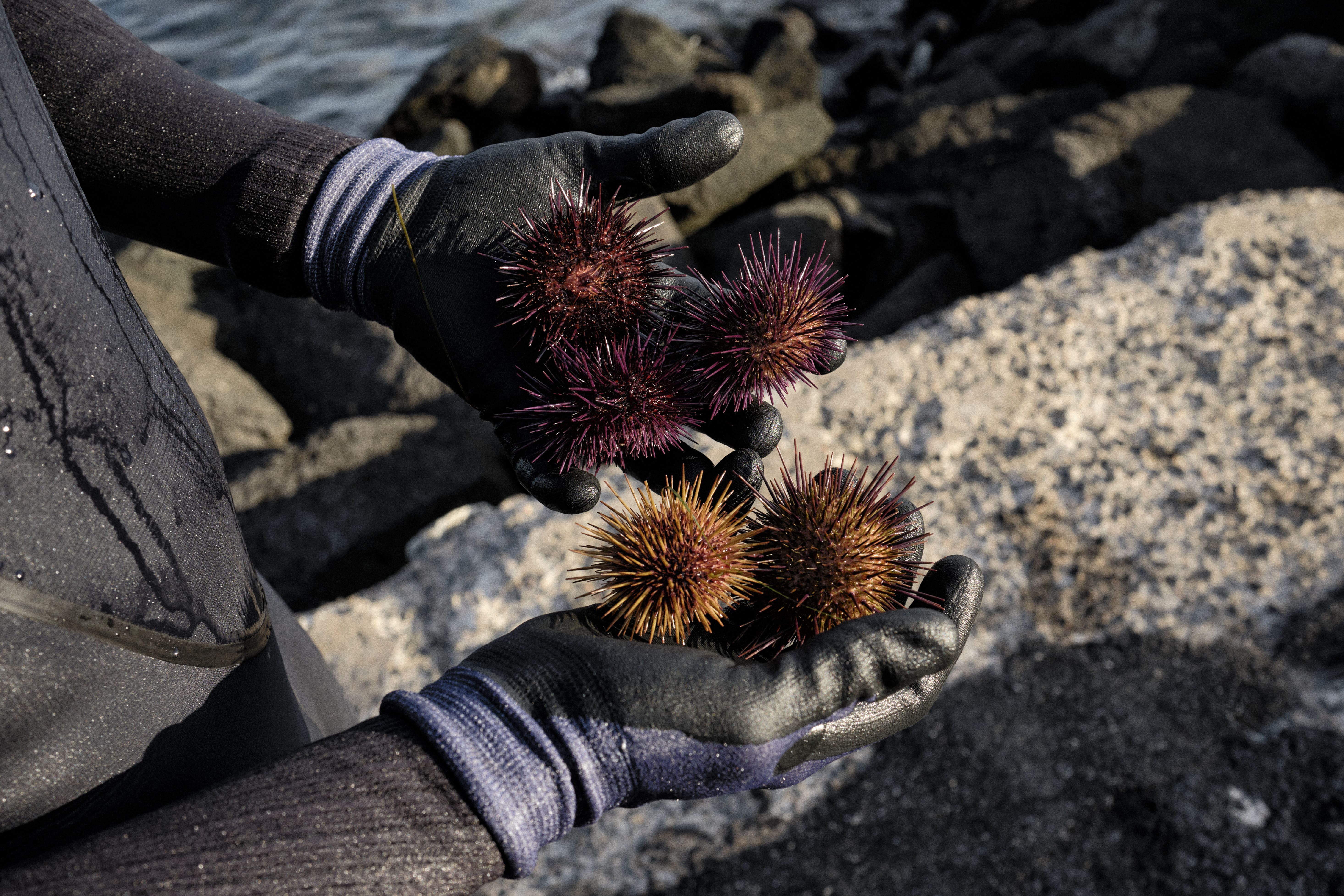 Longspined sea urchins held during marine harvesting.