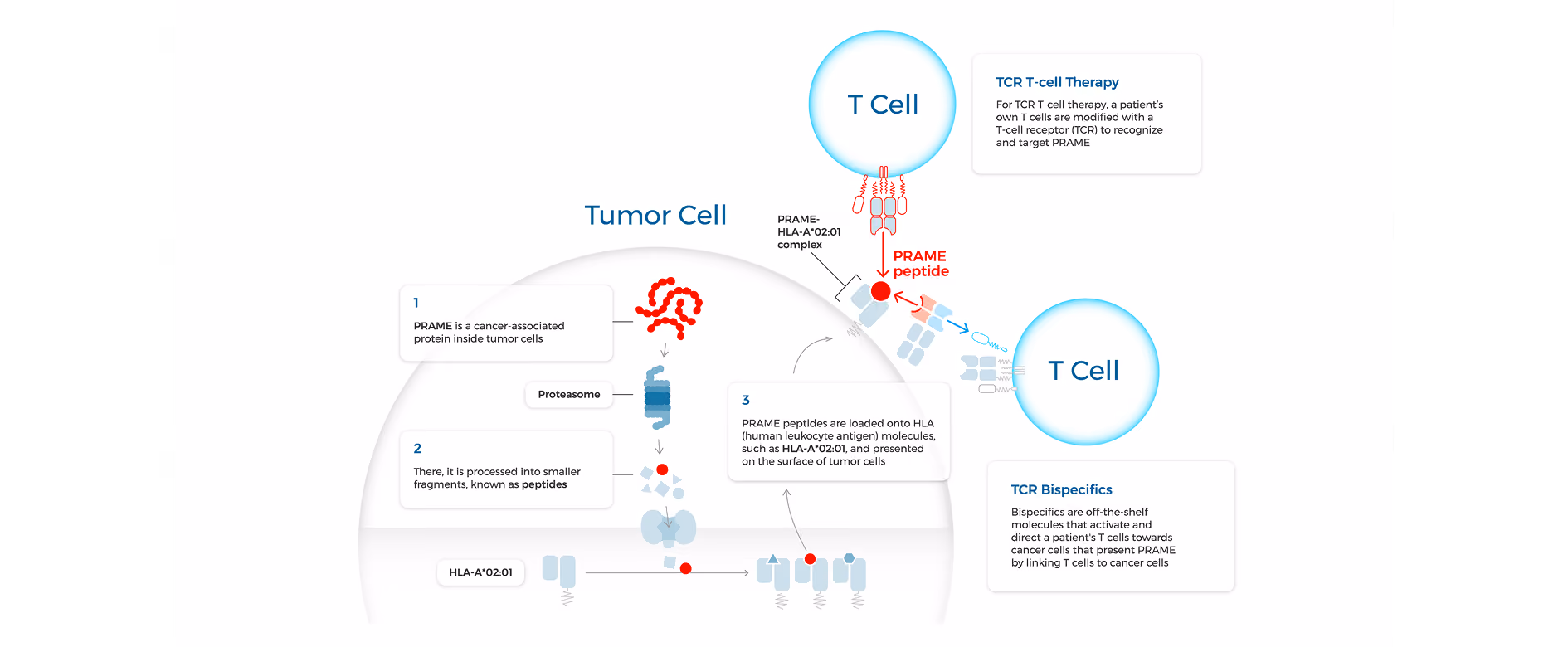 Tumor cell diagram