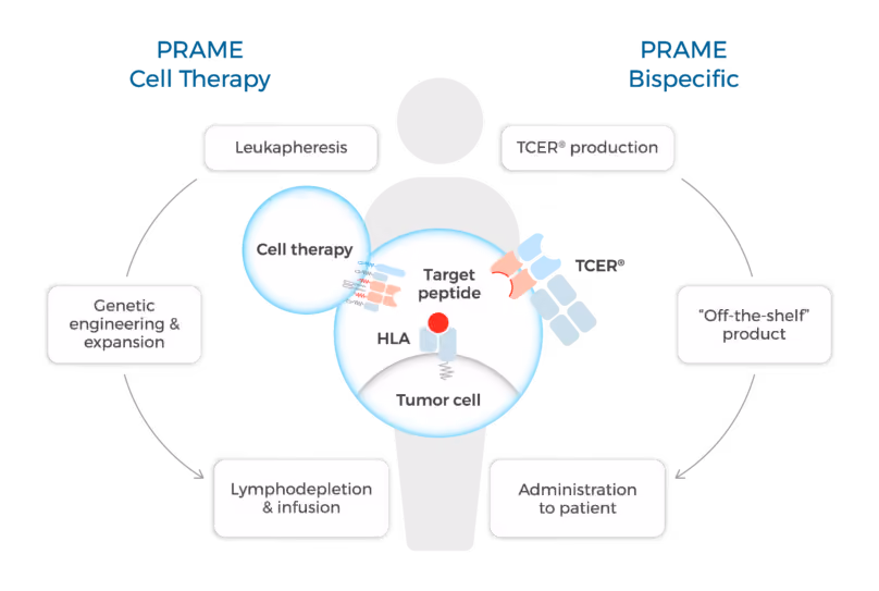 Diagram of PRAME cell therapy