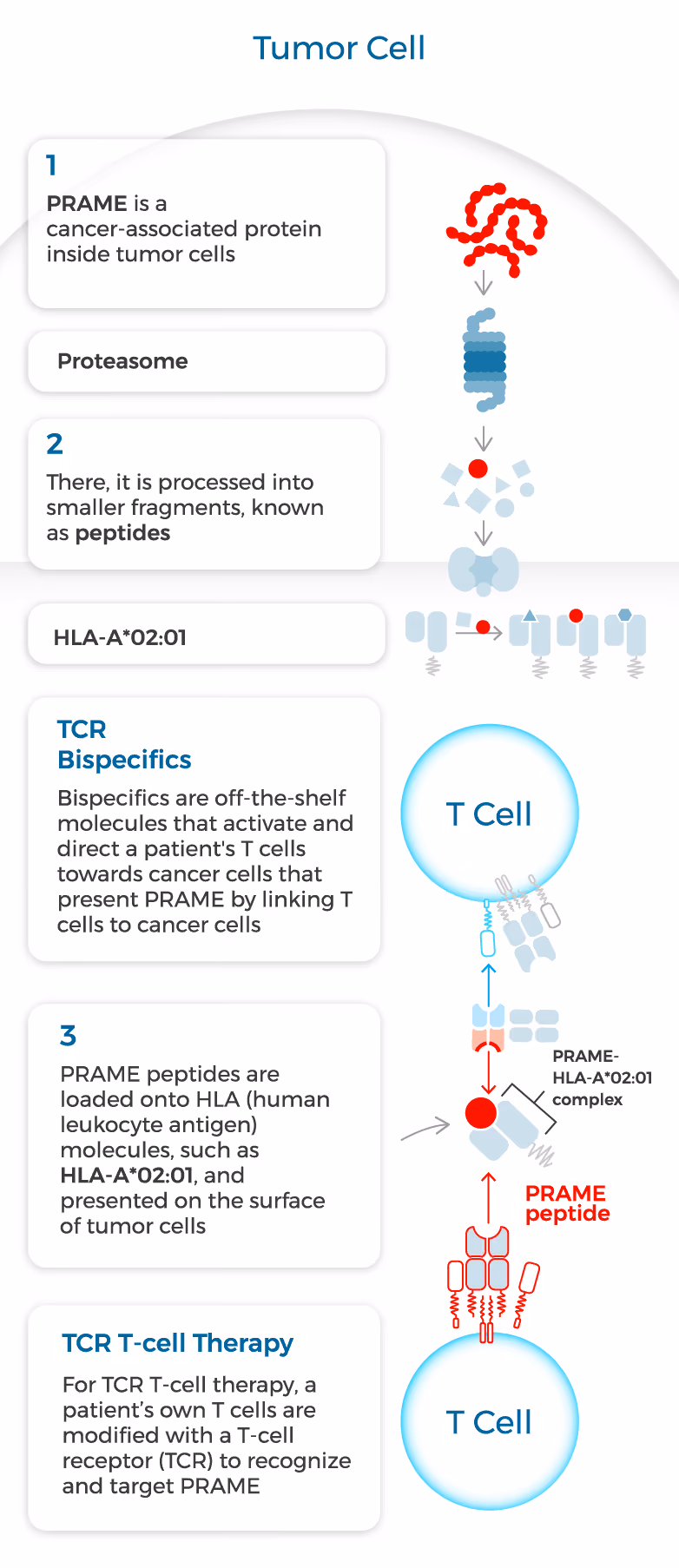 Diagram of a Tumor cell