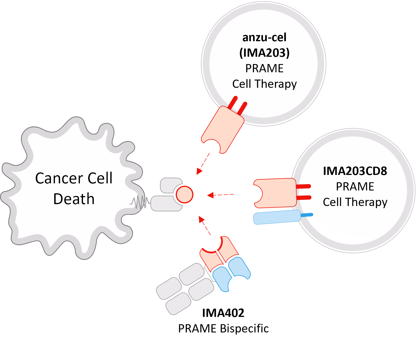 Diagram of cancer cell death