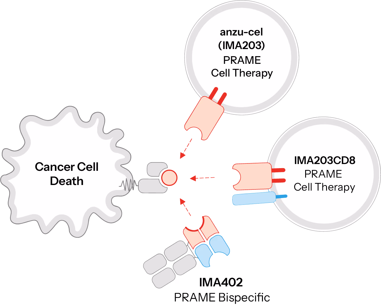 Diagram of cancer cell death