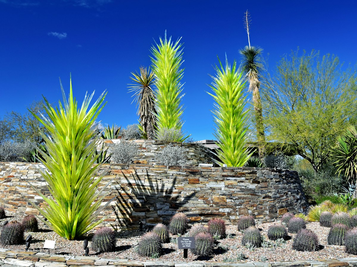The desert modern planting list: agave, olive, and nothing that needs a lawn