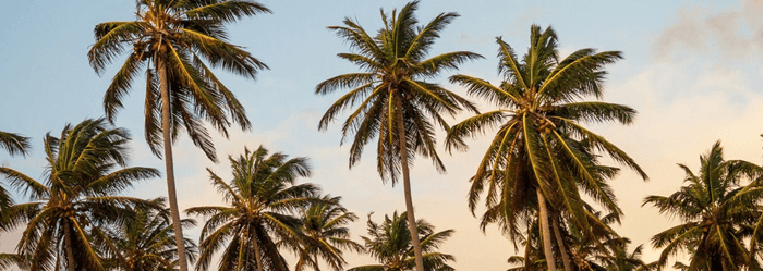 Tales from the INI: Bananas and the Balkan Cartel