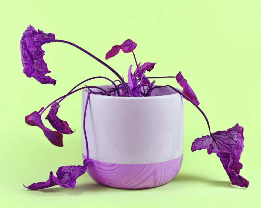 Wilted purple houseplant with drooping leaves in white ceramic pot against green background, symbolizing neglect or plant stress.