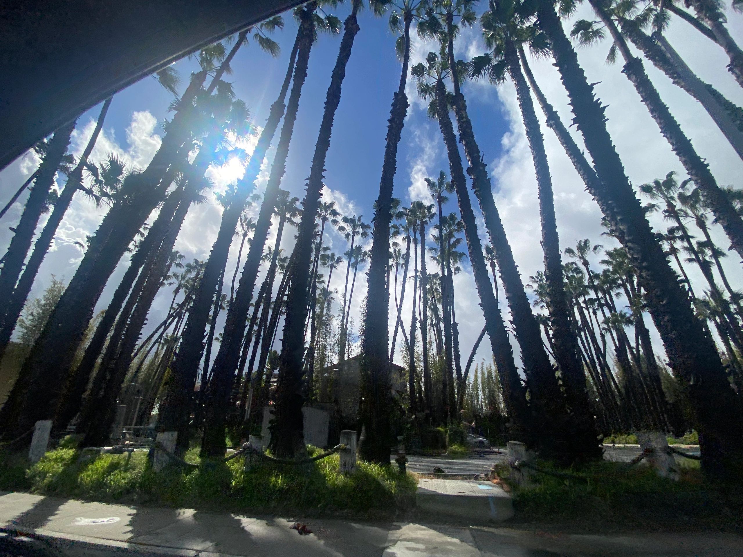 Palm trees in Santa Monica