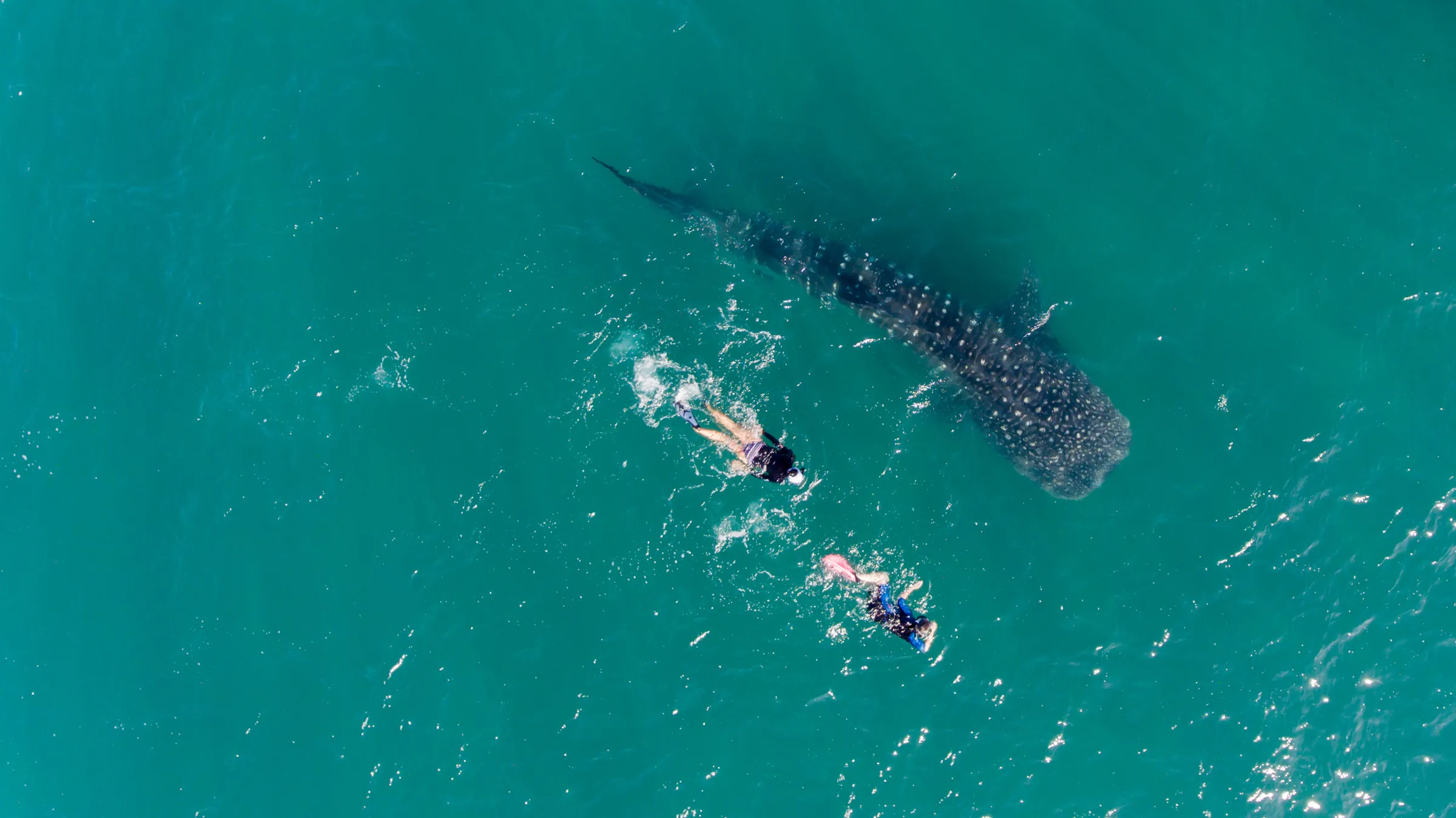 Snorkelers swimming with a whale shark near Isla Holbox, Mexico