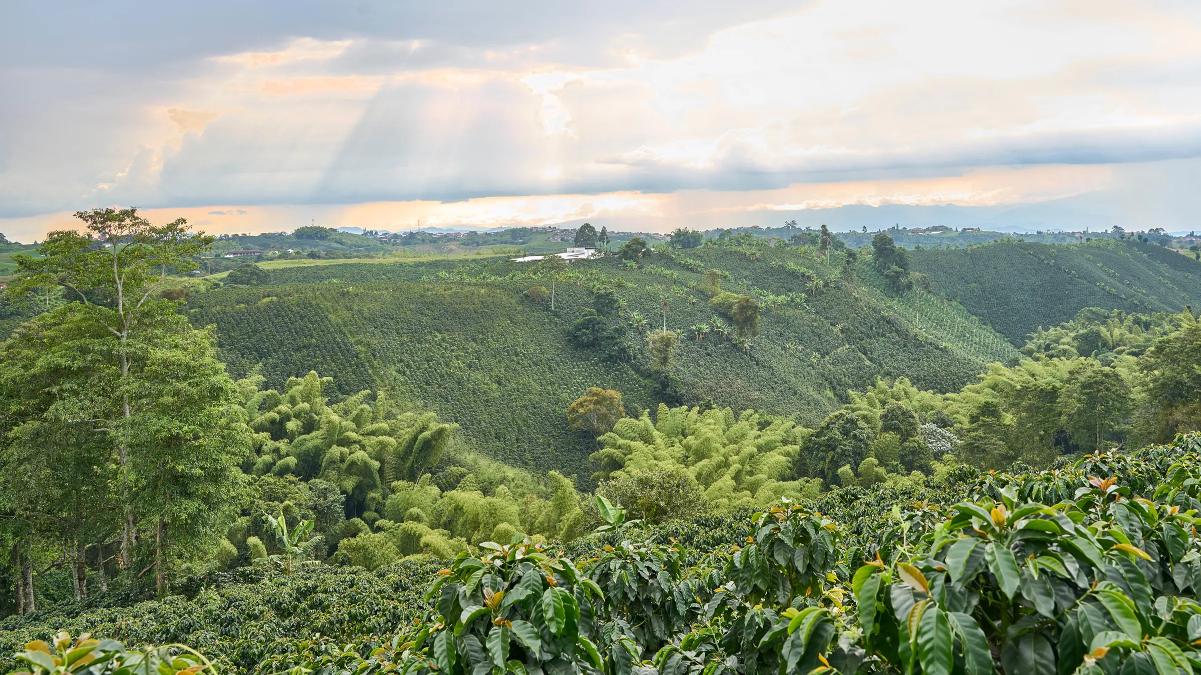 Sun rays over green hills in the coffee region
