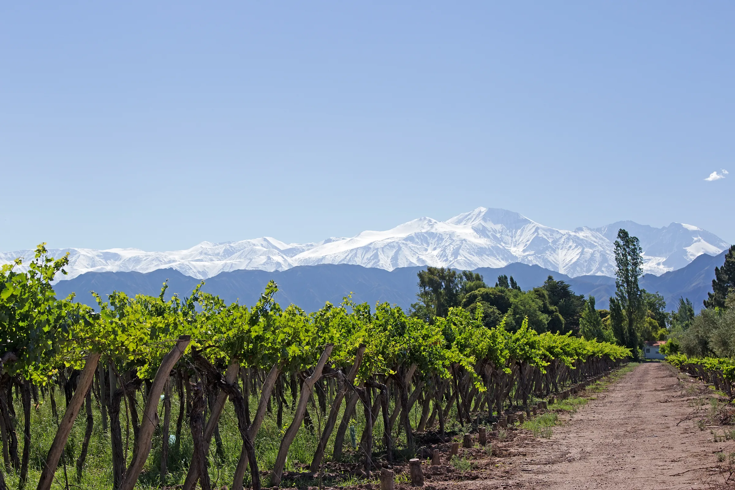 Green vineyard beneath a bright blue sky