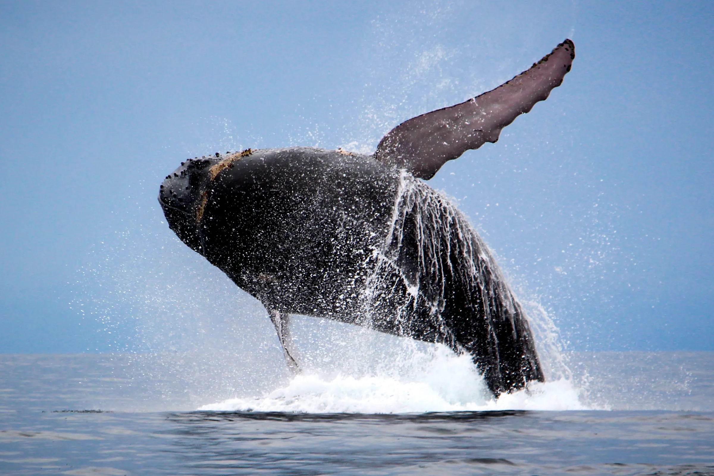 Humpback whale breaching above the ocean