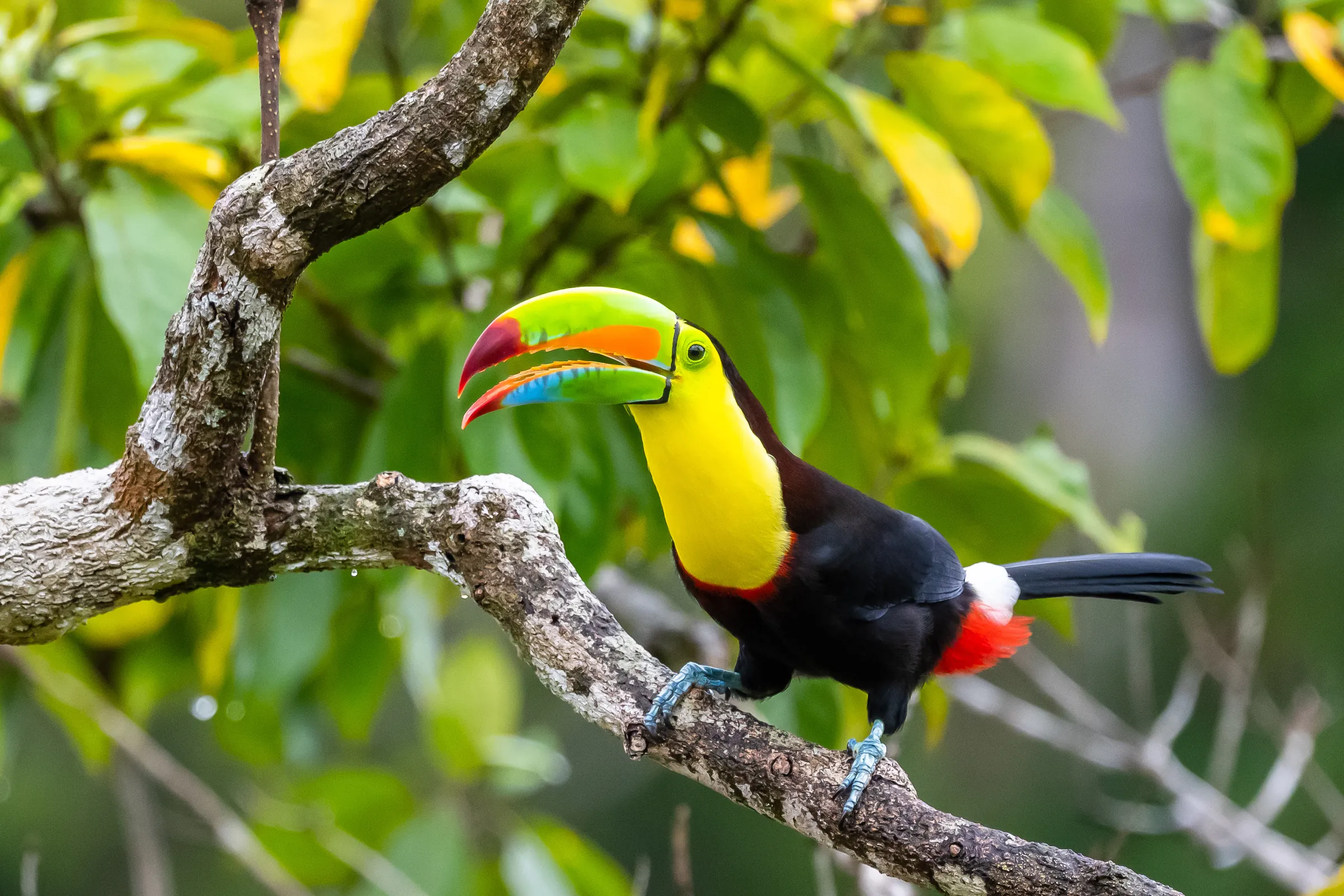 Costa Rica