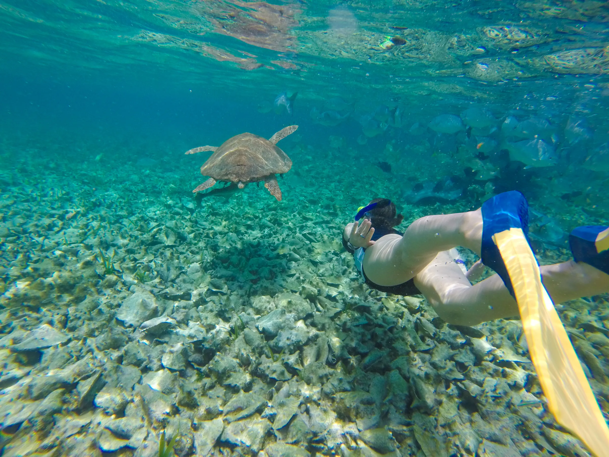 Snorkeler swimming beside a sea turtle above a reef
