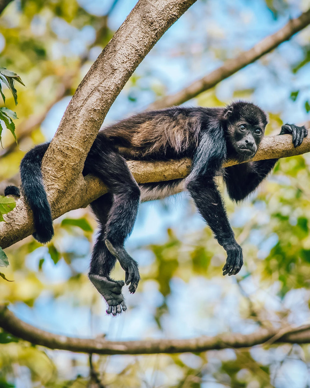 Howler monkey in Costa Rica