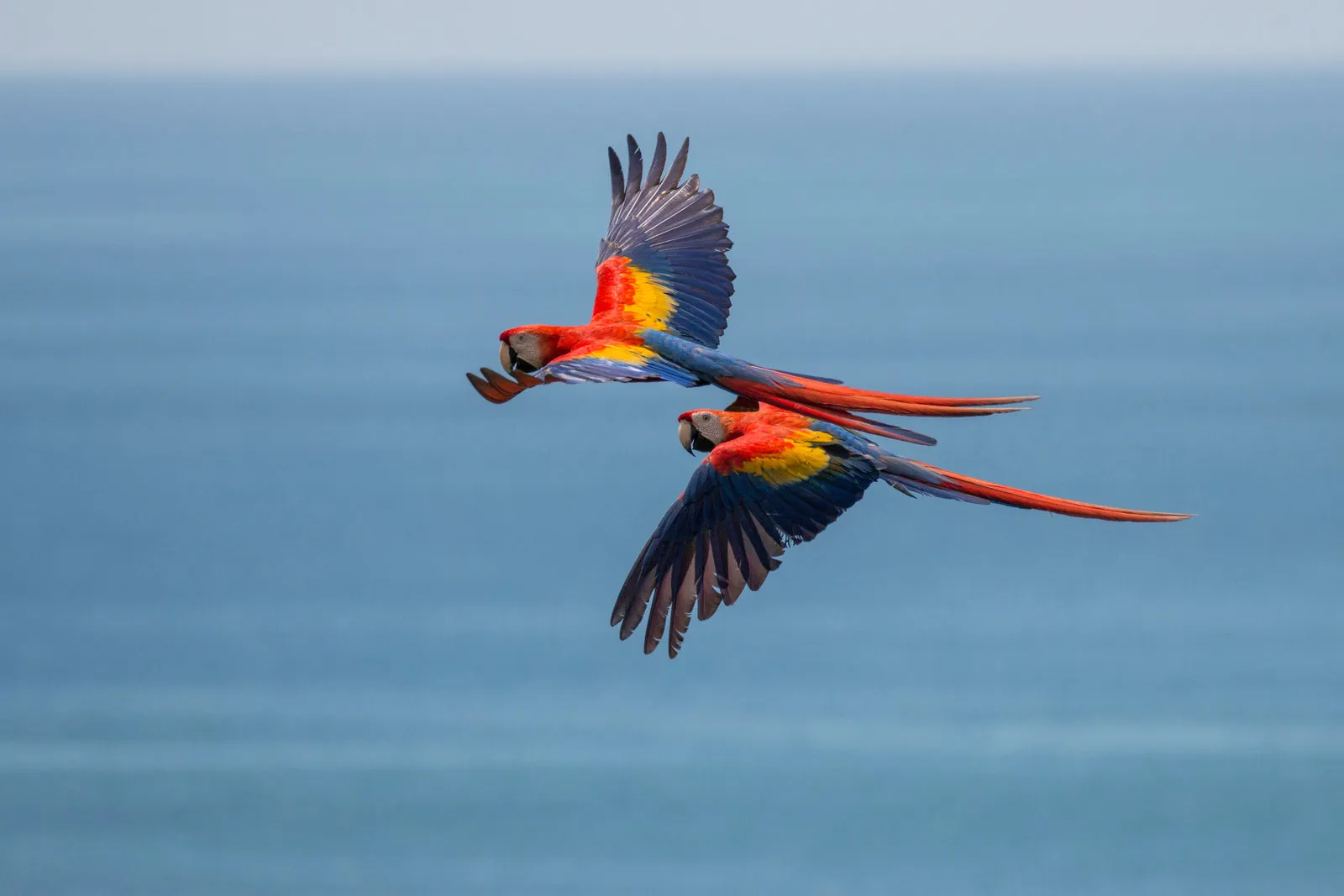 Scarlet macaws flying on Costa Rica's Osa Peninsula