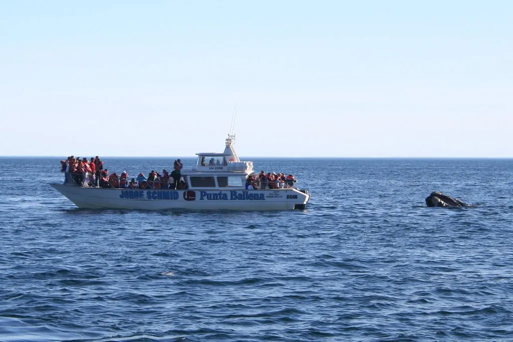 Whale-watching boat beside a southern right whale at Península Valdés, Argentina