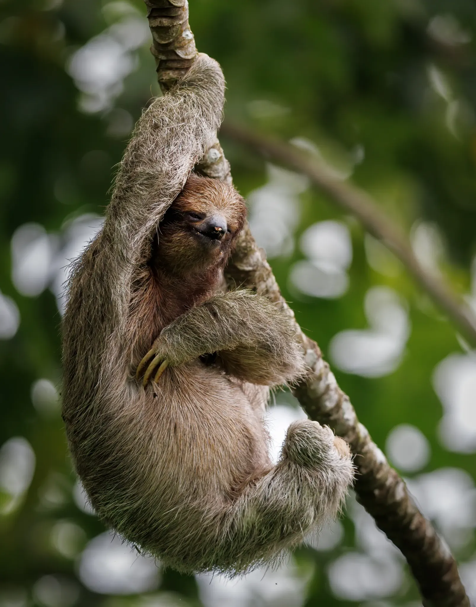 Three-toed sloth hanging from a vine, Costa Rica