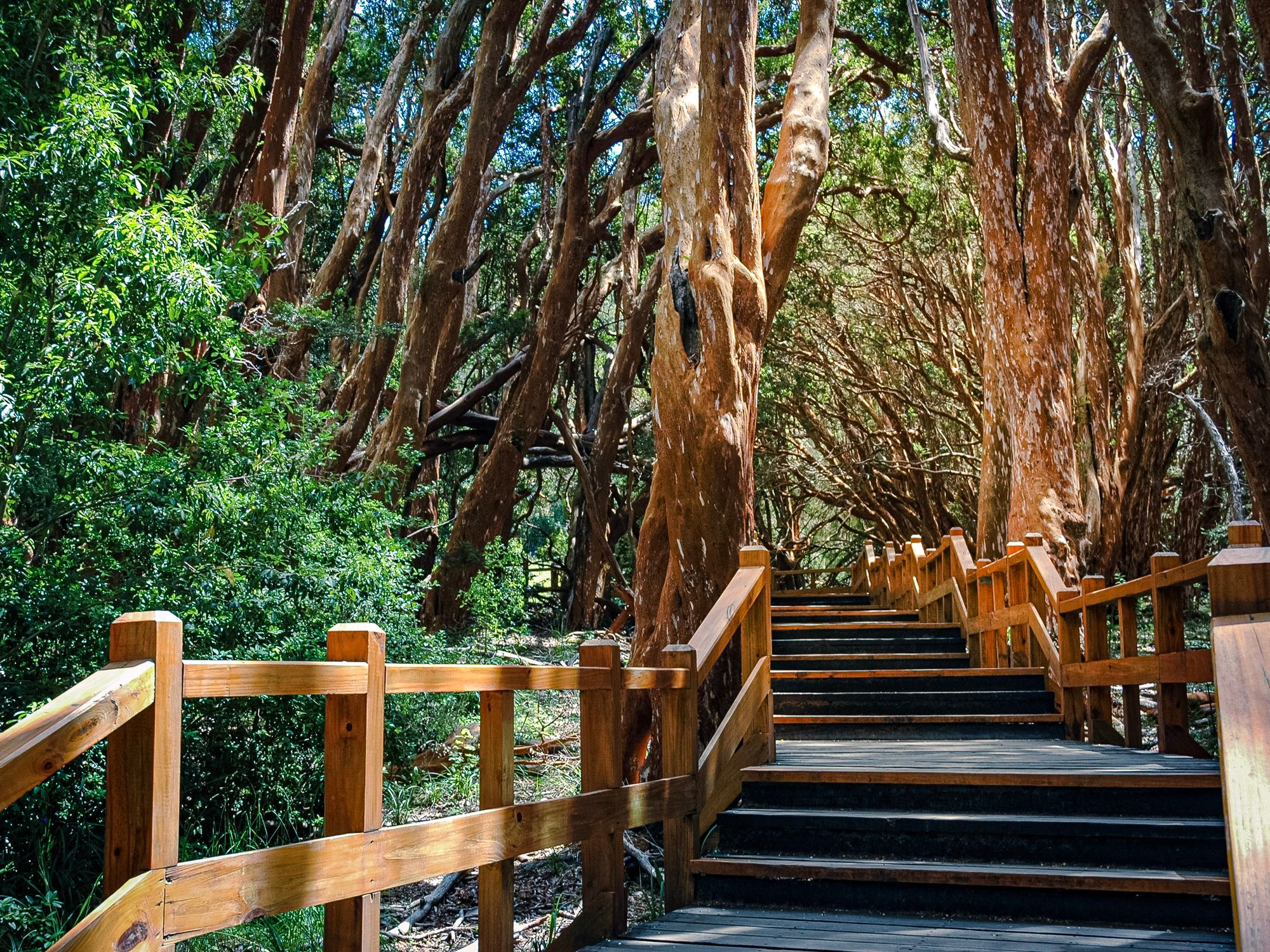 Wooden boardwalk winds through a forest of arrayán trees.