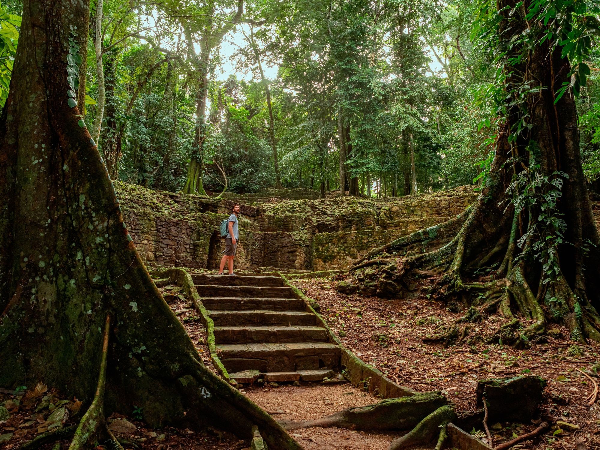 A visitor pauses on an ancient stone stairway at Palenque, dwarfed by massive buttress roots of jungle ceiba trees.