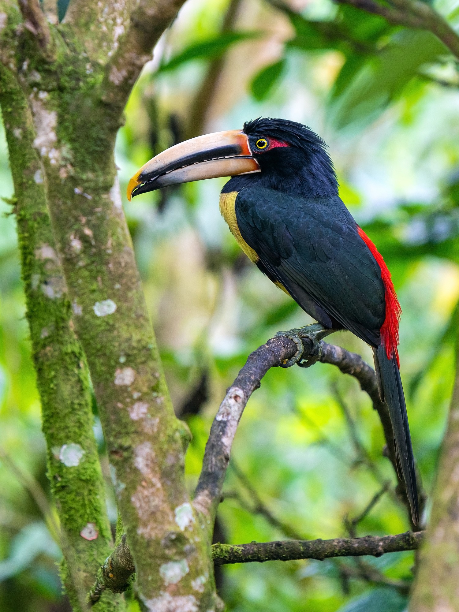 Collared aracari perched on a branch among cloud forest foliage.