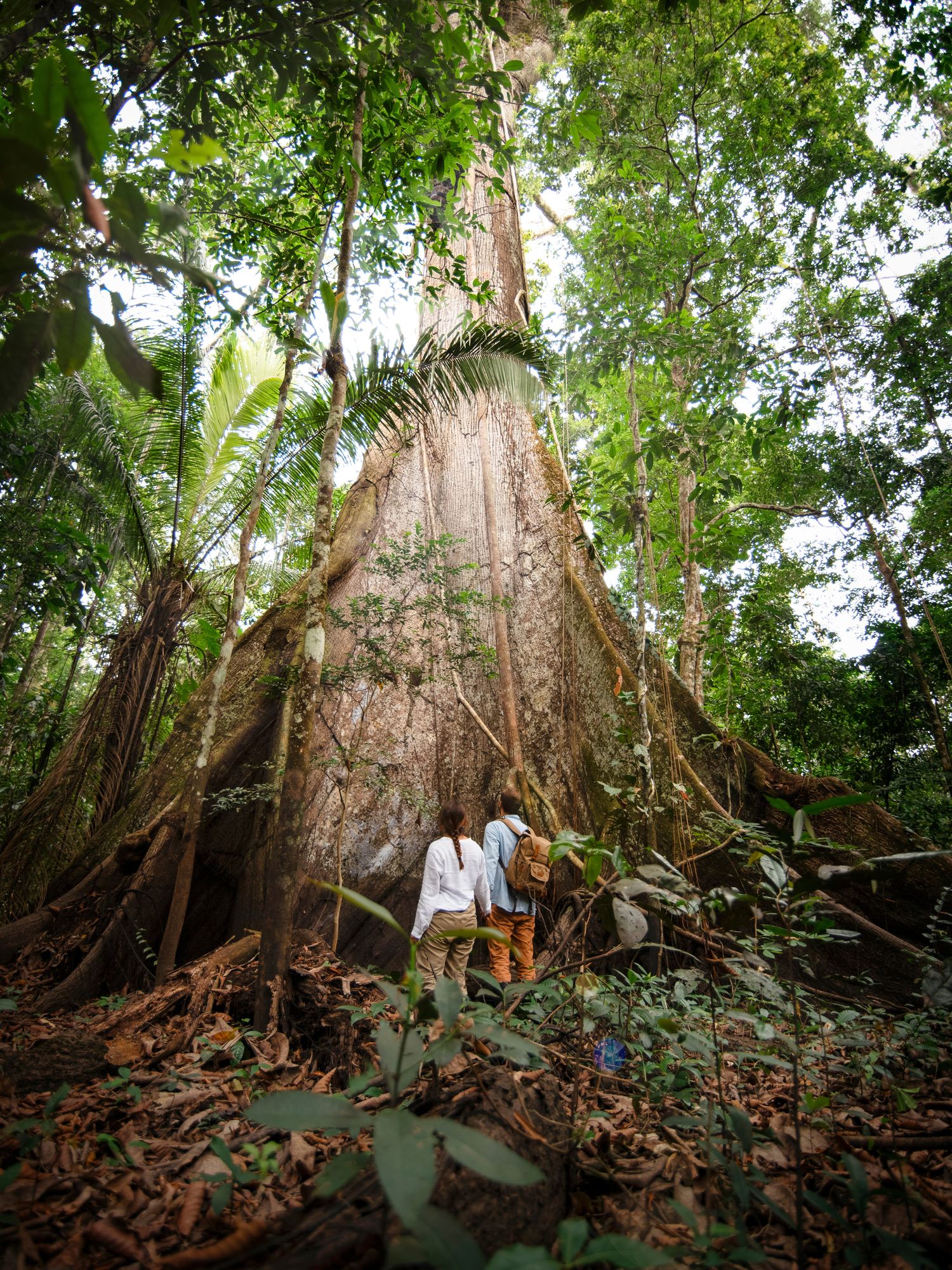 Two hikers stand dwarfed at the base of a massive buttress-rooted rainforest tree, craning their necks to see its trunk disappear into the canopy.