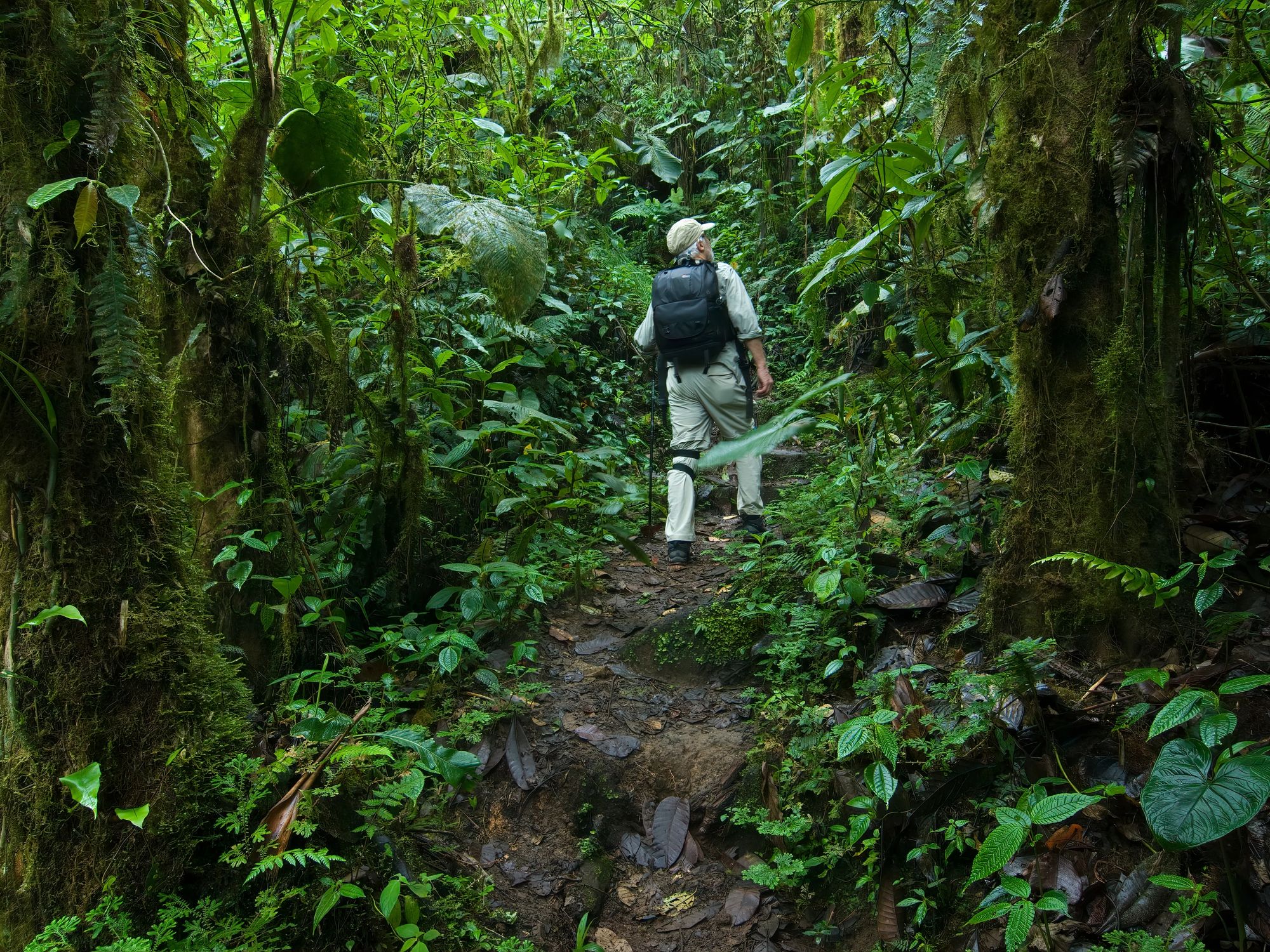 A hiker with a backpack walks a muddy trail through the moss-draped, fern-lined trees of Mindo's misty cloud forest.
