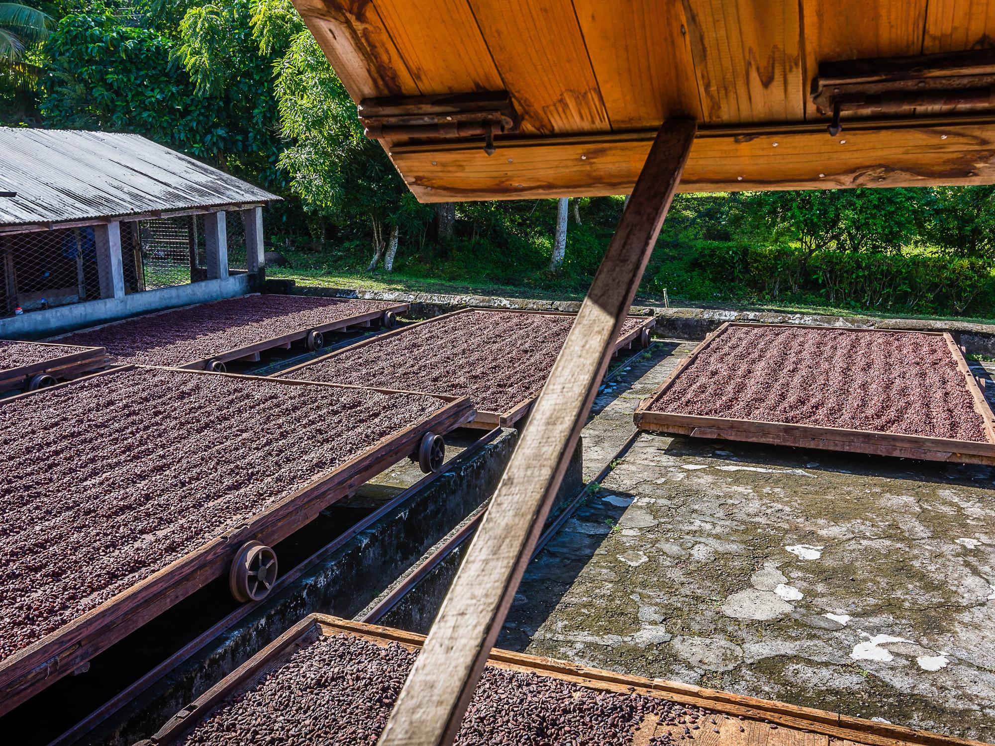 Cacao beans drying on trays beneath a roof at Belmont Estate.