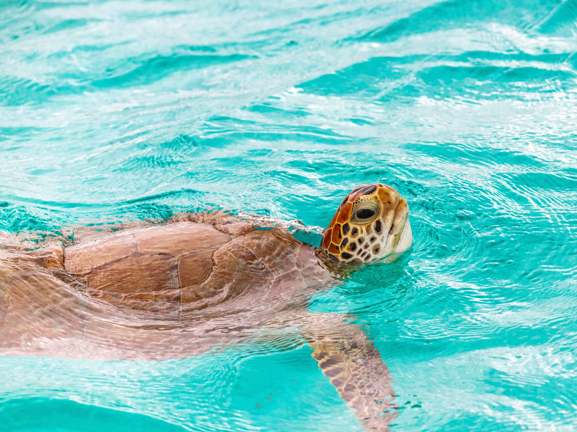 A sea turtle lifts its head above the clear turquoise surface to breathe.