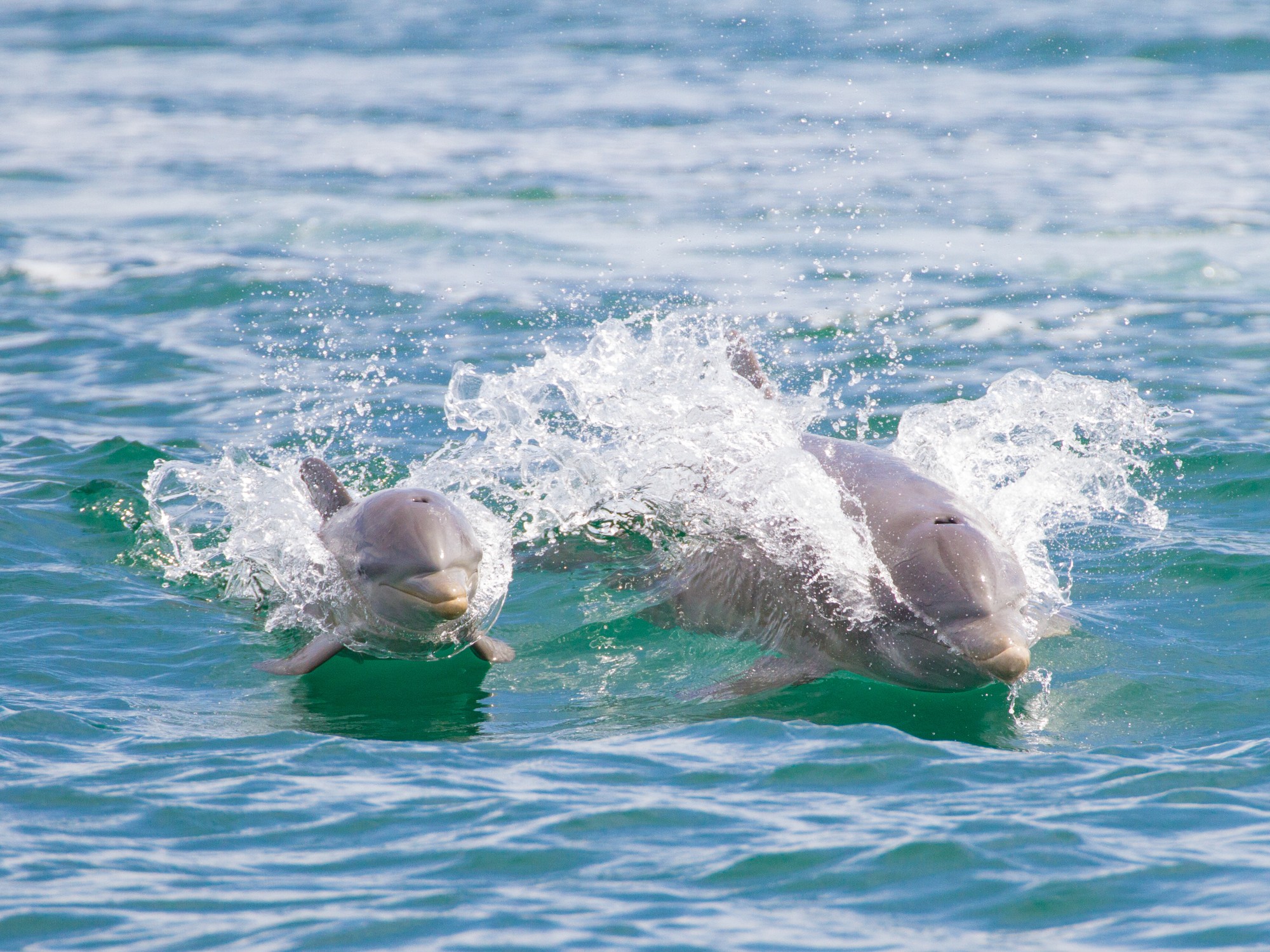 Two dolphins leap and splash together in the open ocean.