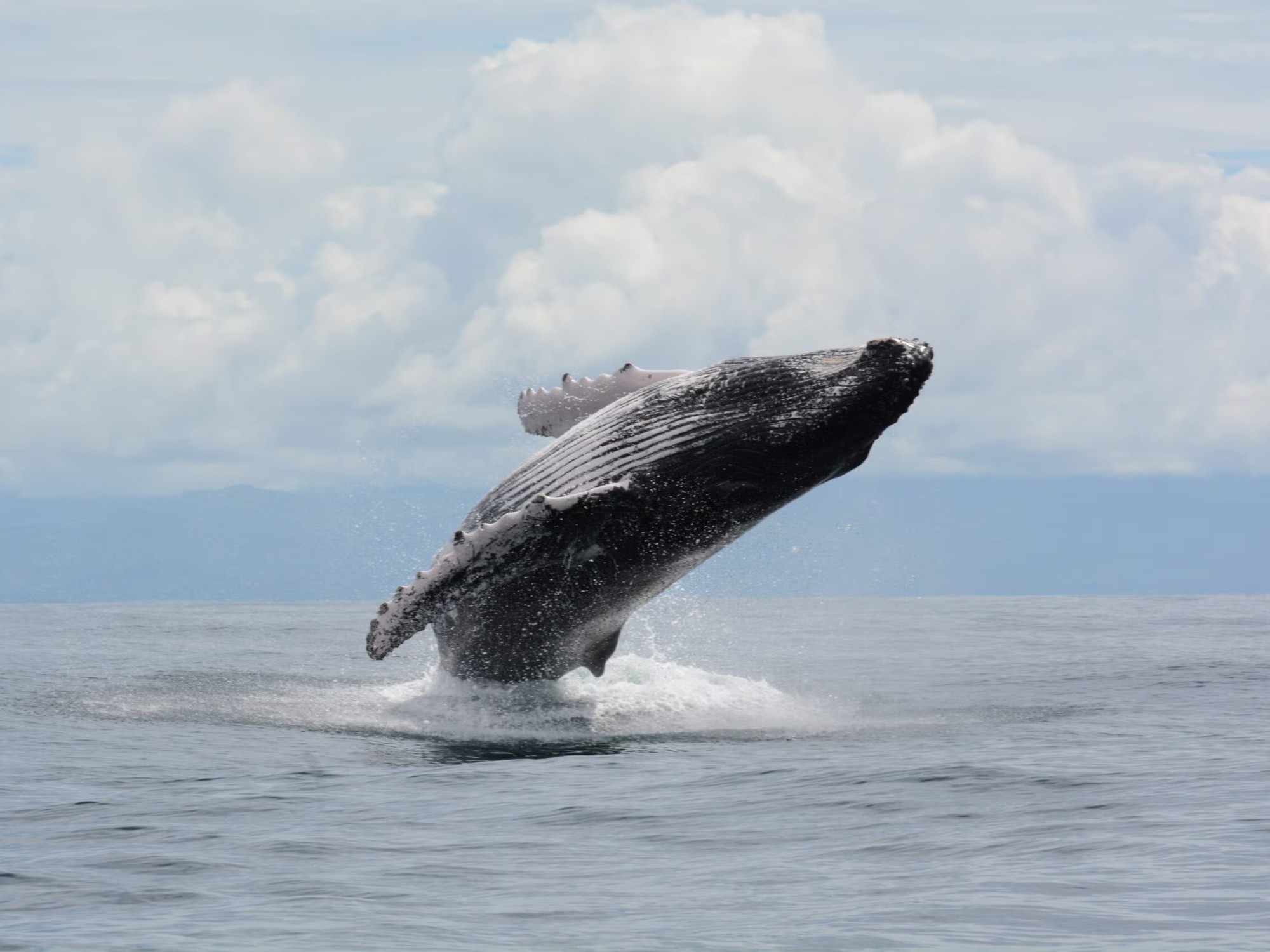 A humpback whale breaches the surface of the Pacific off Panama's coast.